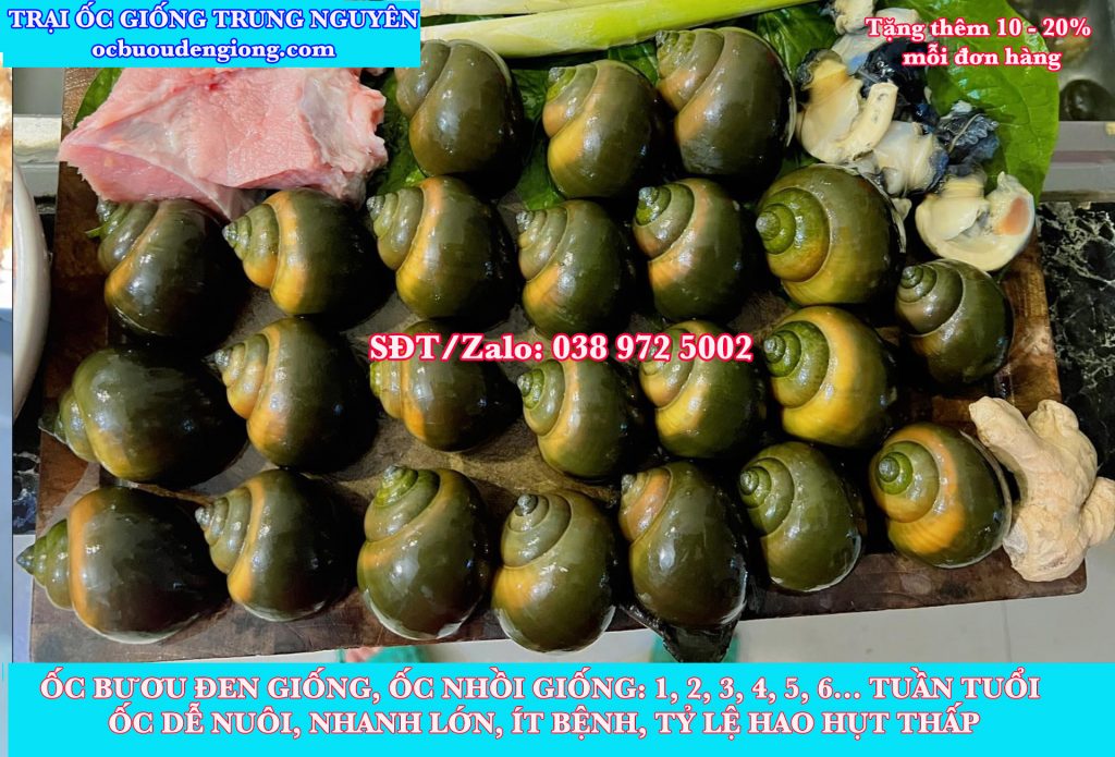 ốc bươu đen thương phẩm khánh hoà