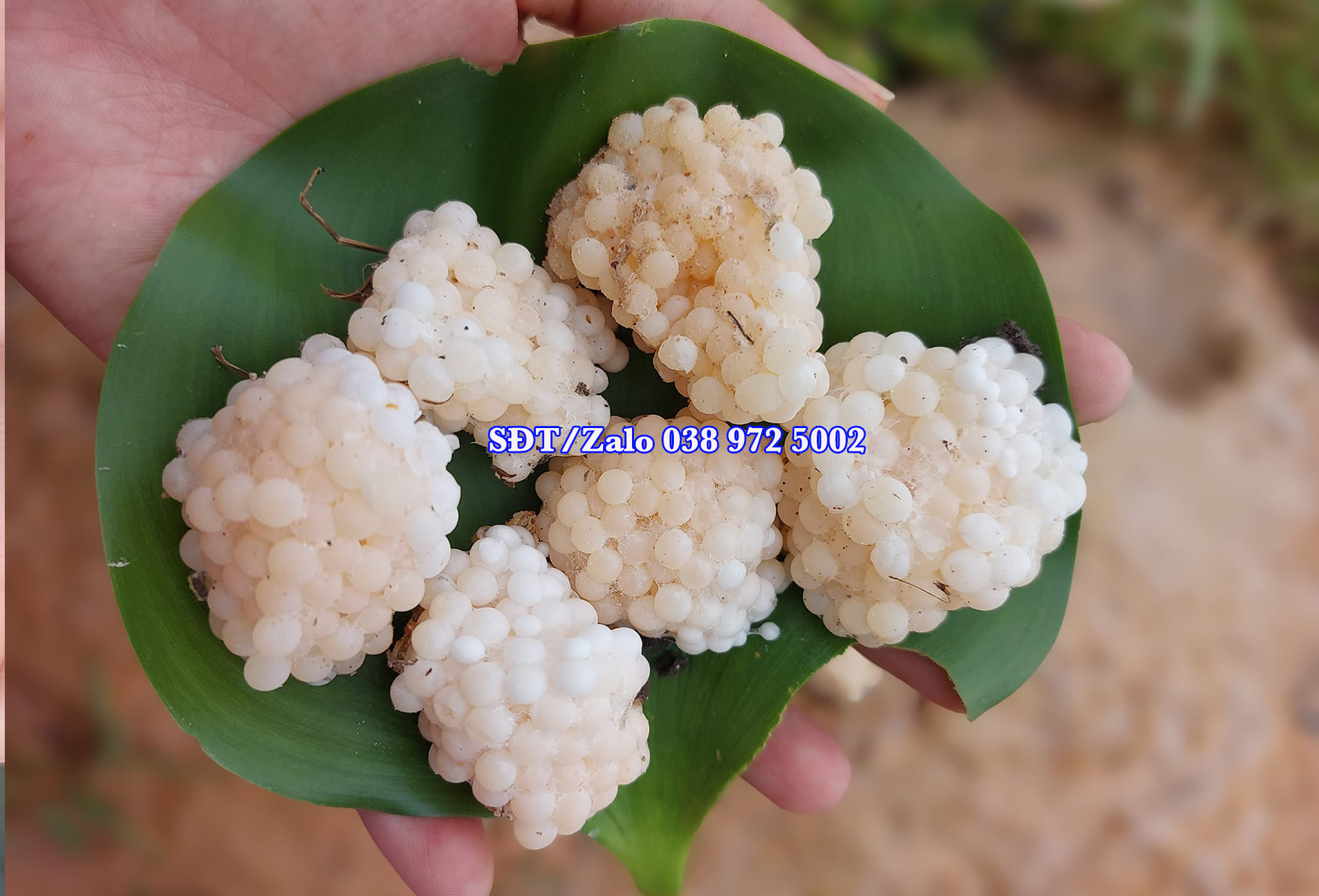 Trứng ốc bươu đen bao nhiêu 1kg