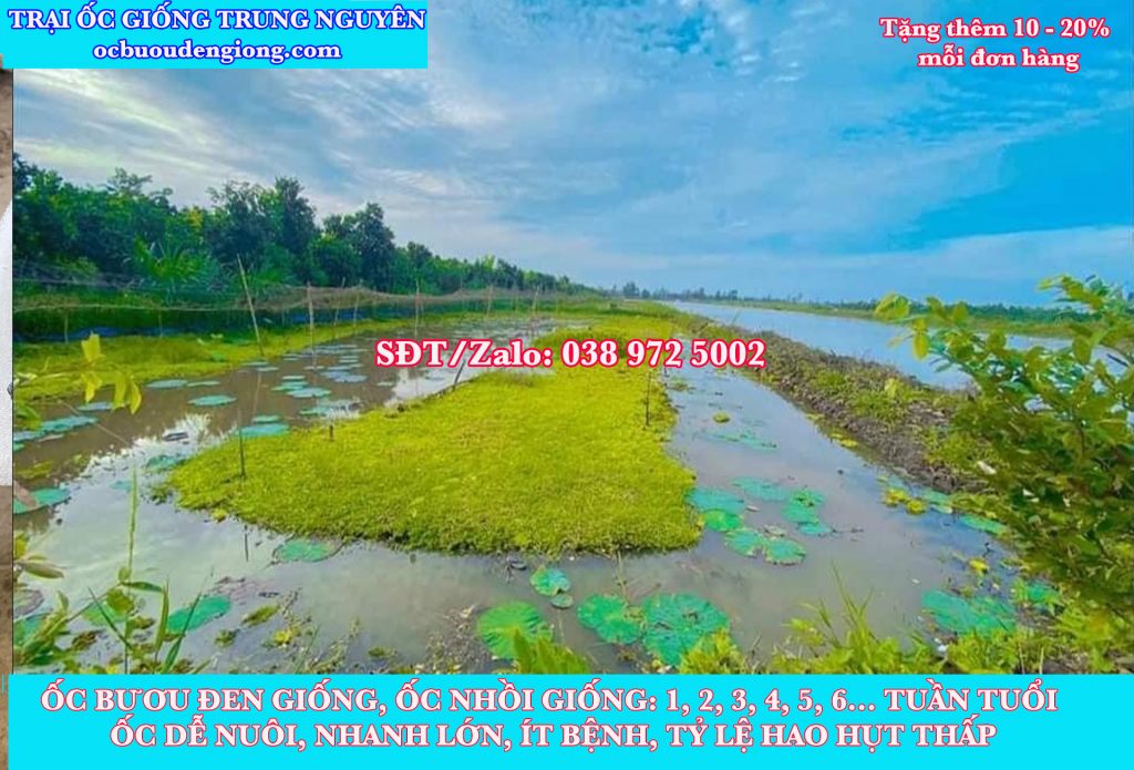 Giá trứng ốc bao nhiêu 1kg