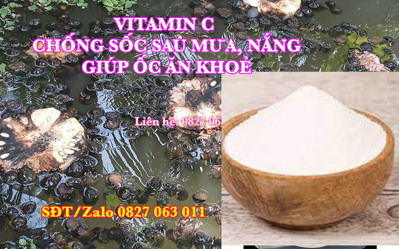 Vitamin C cho ốc nhồi