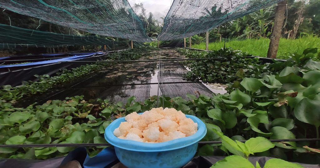 Kỹ thuật nuôi ốc bươu đen 2026