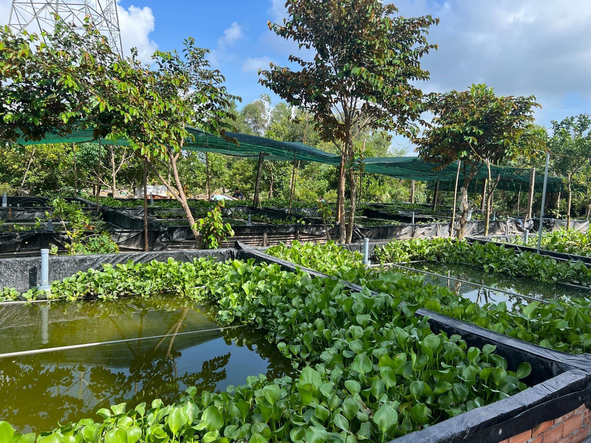Ốc bươu đen giống Gia Lai 
