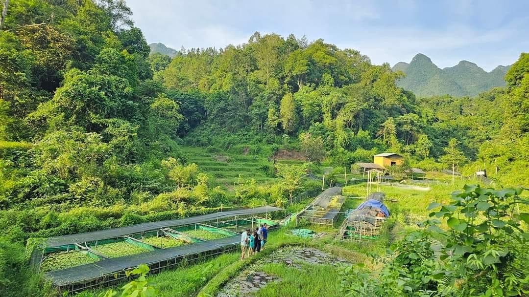 ốc bươu đen giống Quảng Trị, ốc nhồi giống Quảng Trị