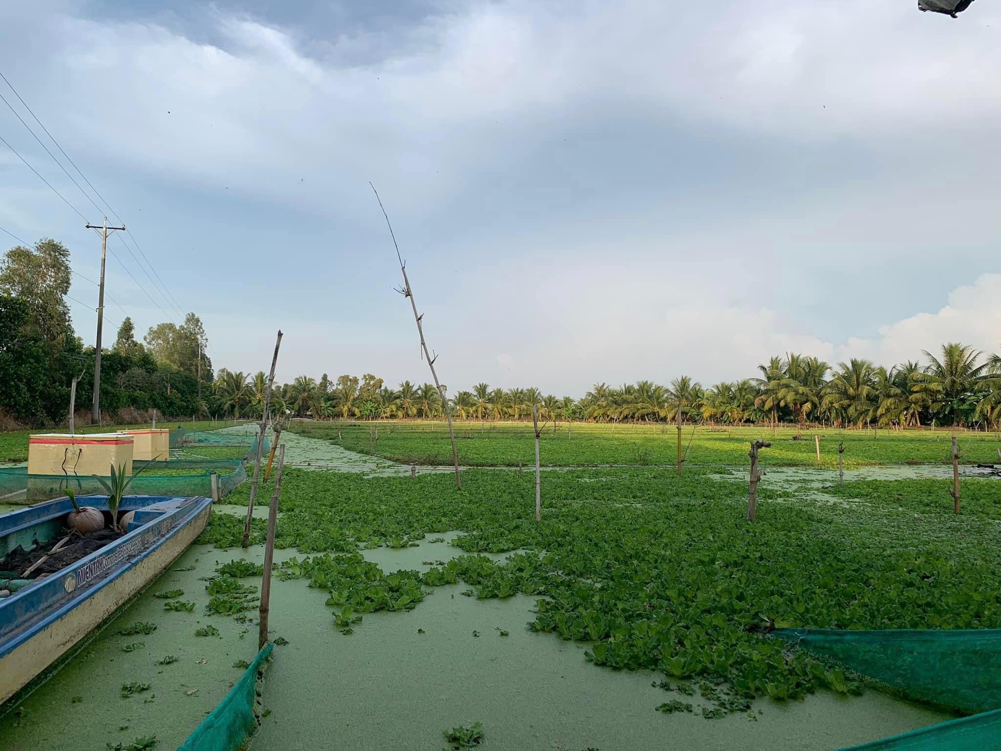 ốc nhồi giống quảng bình 