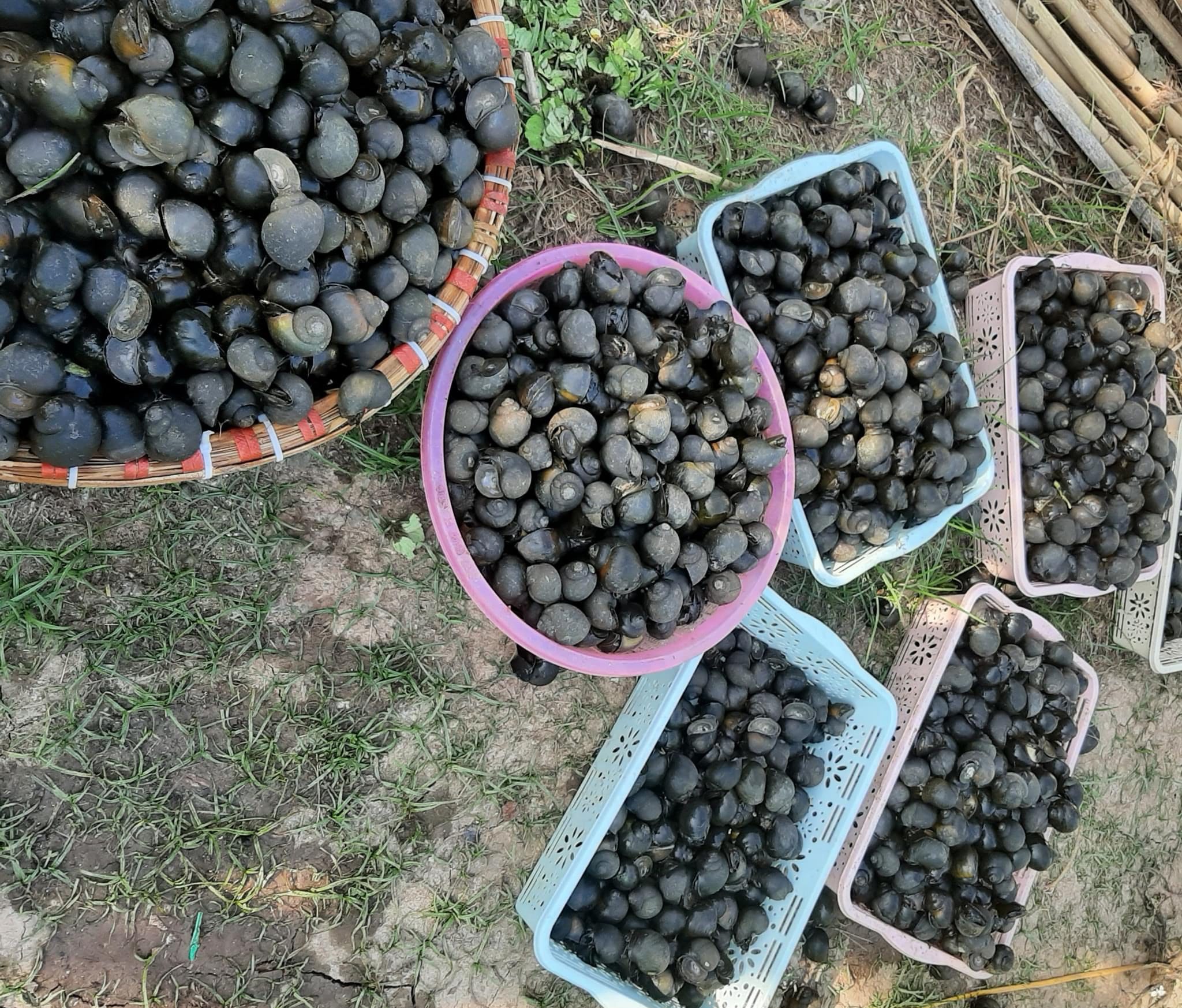 Ốc bươu đen giống quảng Bình 