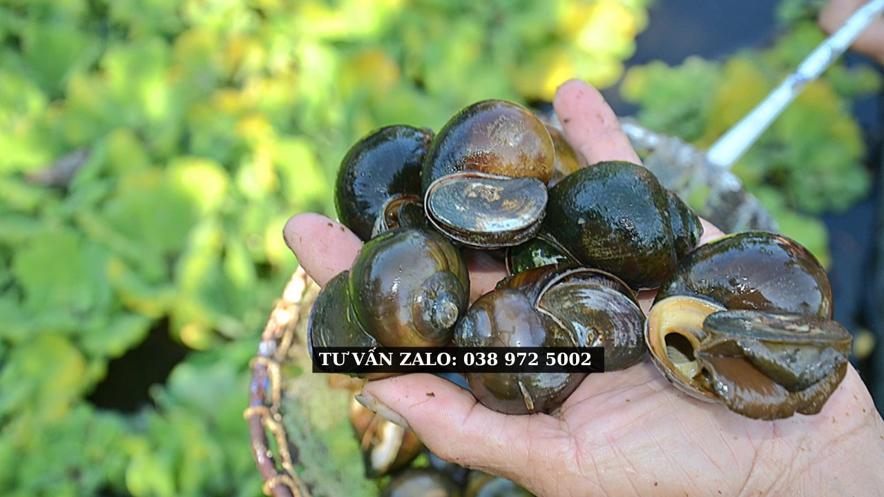 Cách nuôi ốc bươu đen mới nhất  2026 