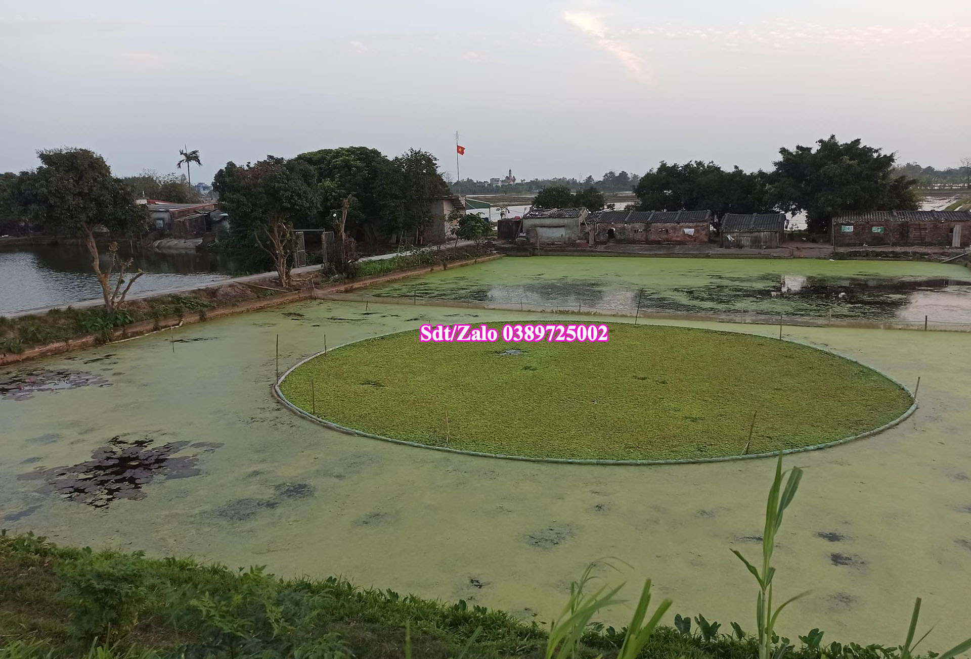 Ốc giống tỉnh lâm đồng 