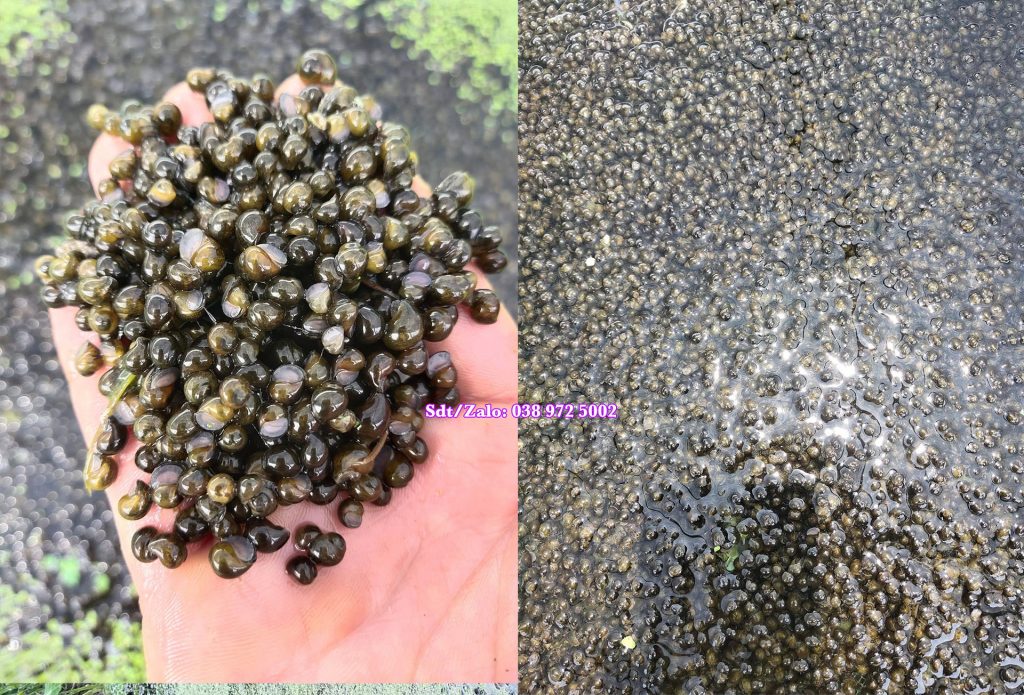 Cách lựa chọn ốc bươu đen giống