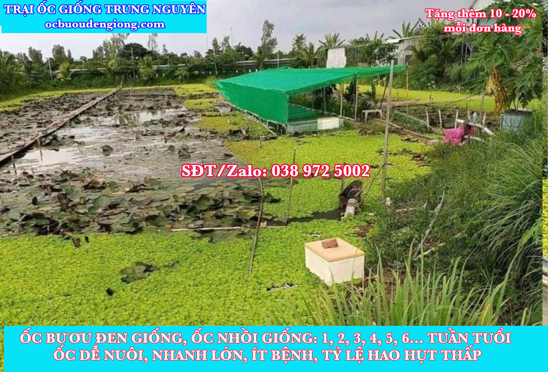 Cập nhật trứng ốc bươu đen mới nhất năm 2026nhất