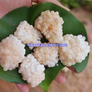 Trứng ốc bươu xanh năm 2026