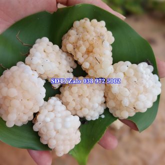 Trứng ốc bươu xanh năm 2026