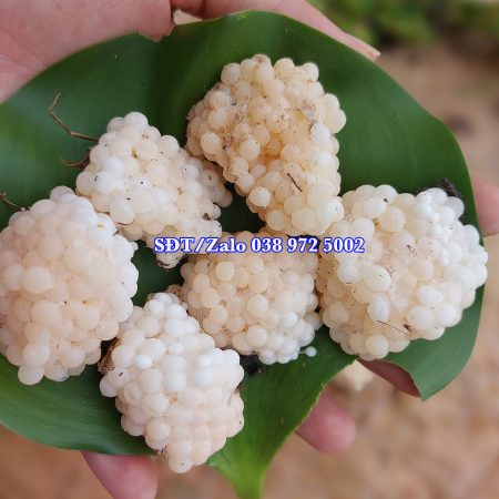 Trứng ốc bươu xanh năm 2026