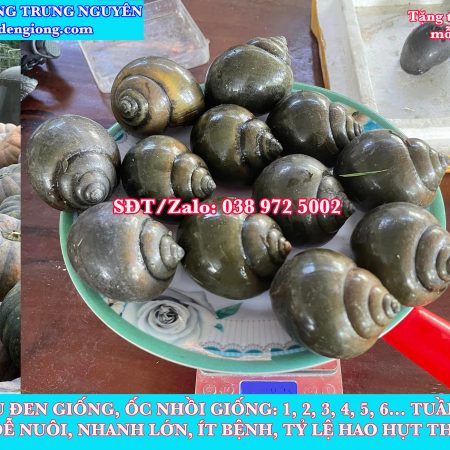 Báo giá giống ốc bươu xanh năm 2026