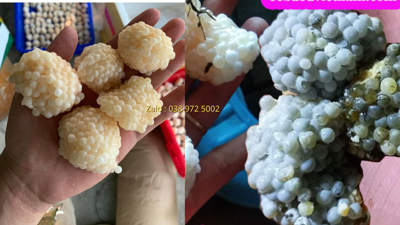 Giá trứng ốc nhồi năm 2026 bao nhiêu 1kg