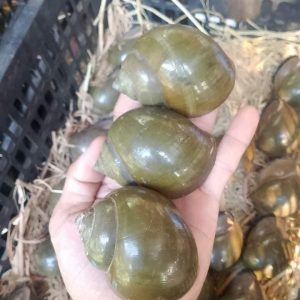 Ốc gác bếp giá bao nhiêu