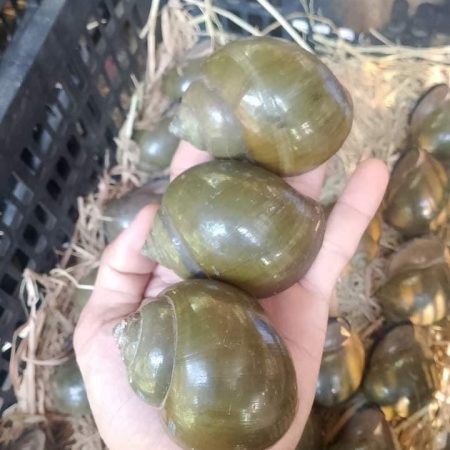 Ốc gác bếp giá bao nhiêu