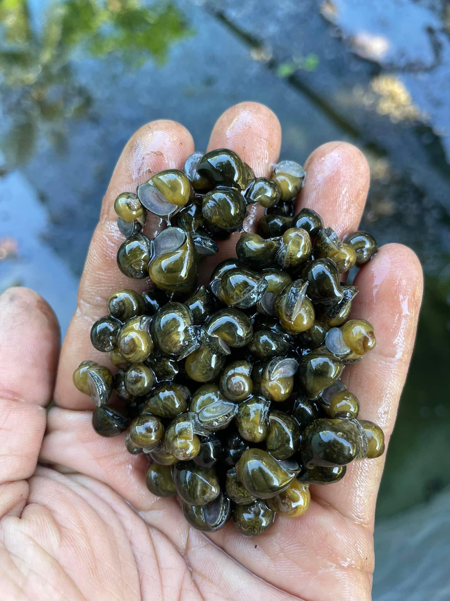 Mua ốc bươu xanh giống mới nhất 2026