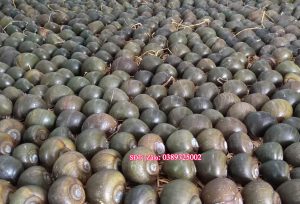 Ốc gác bếp giá bao nhiêu