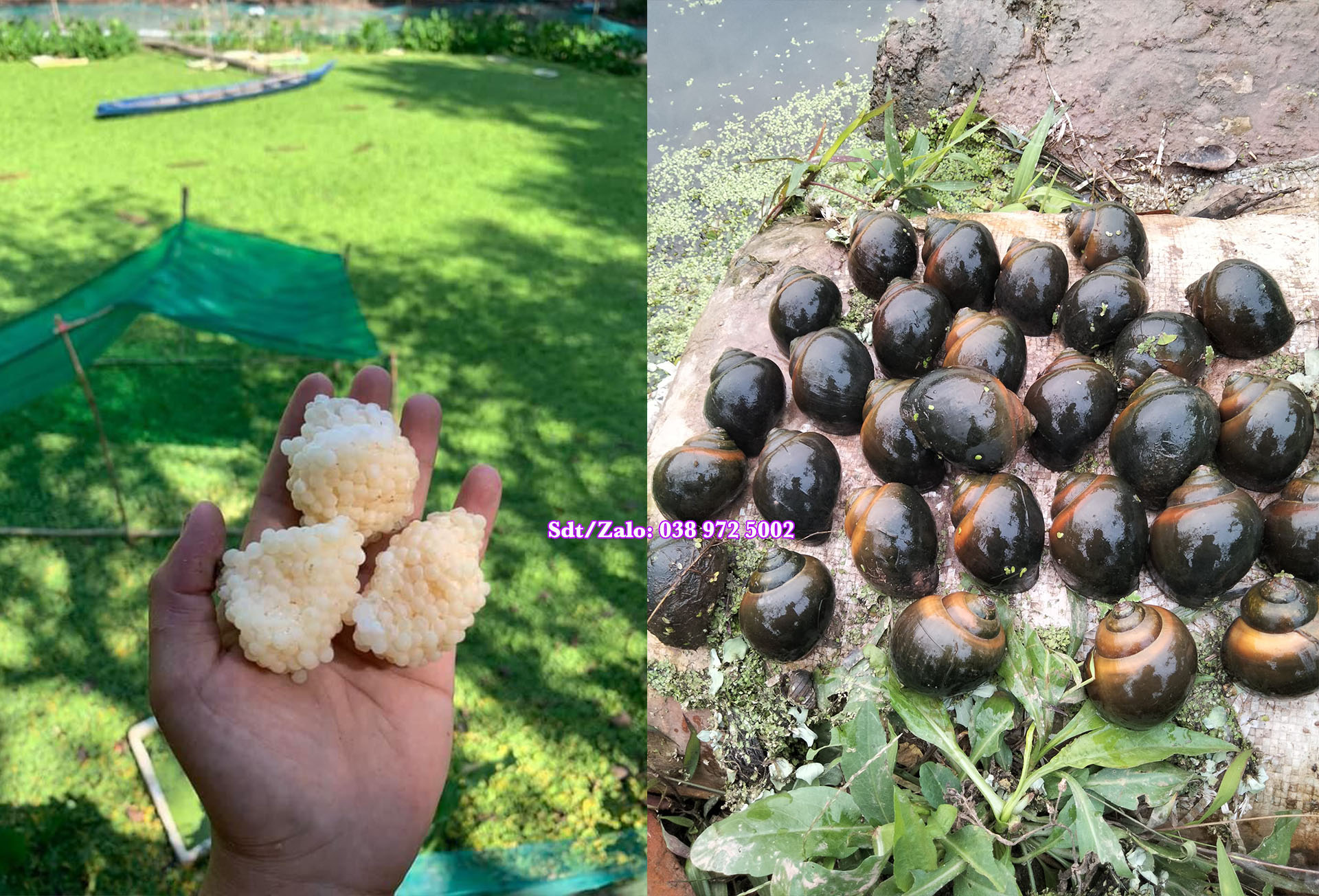 Ốc bươu xanh giống bố mẹ siêu to