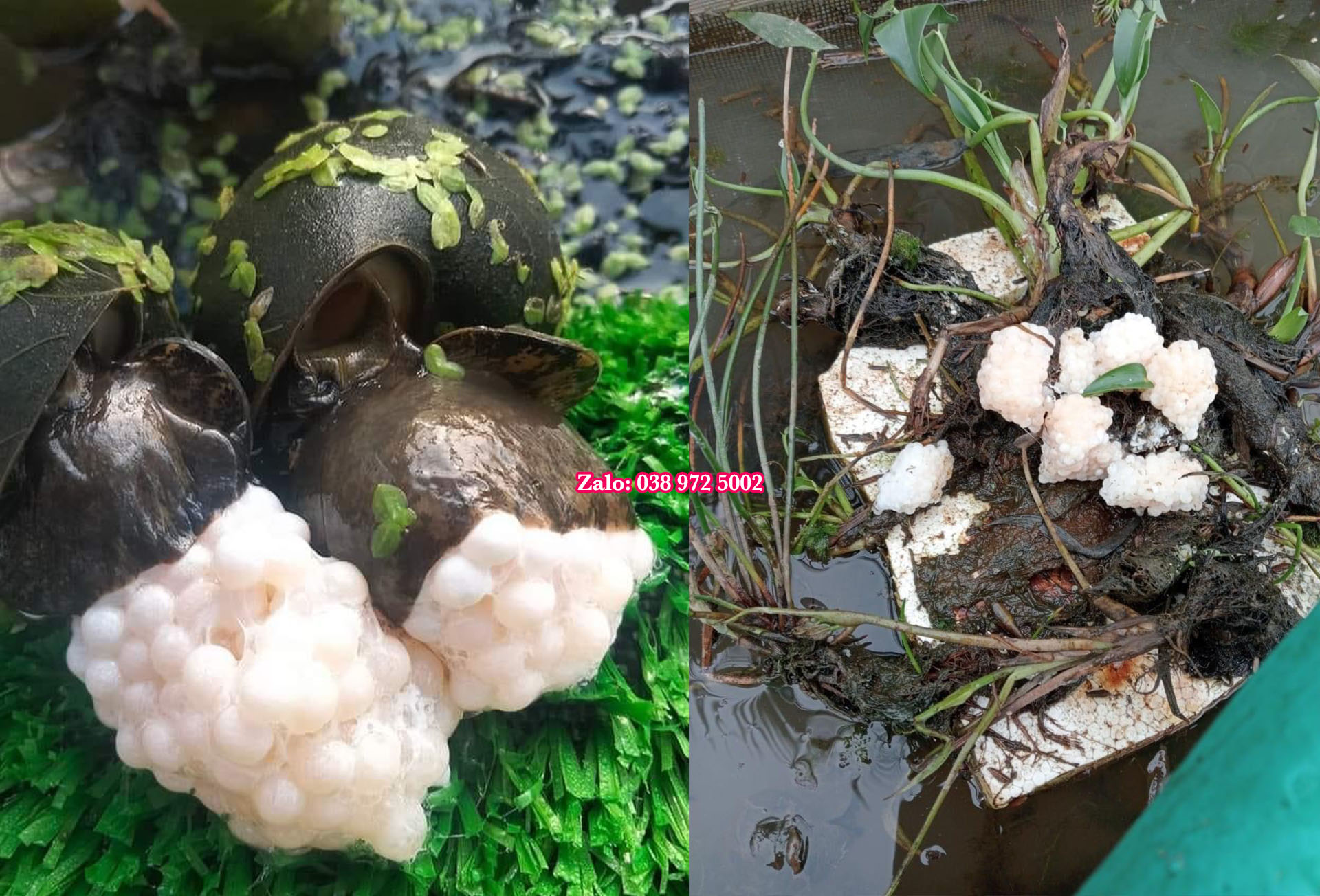 Trứng ốc bao nhiêu 1kg